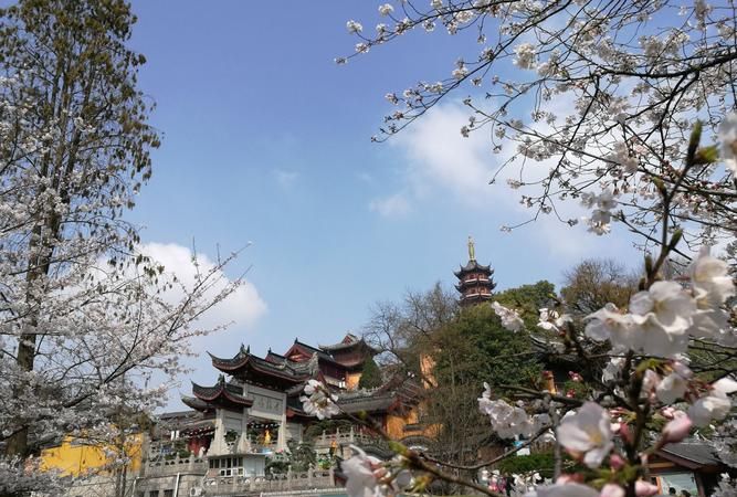 鸡鸣寺樱花几月份,南京鸡鸣寺樱花最佳观赏时间地点图4