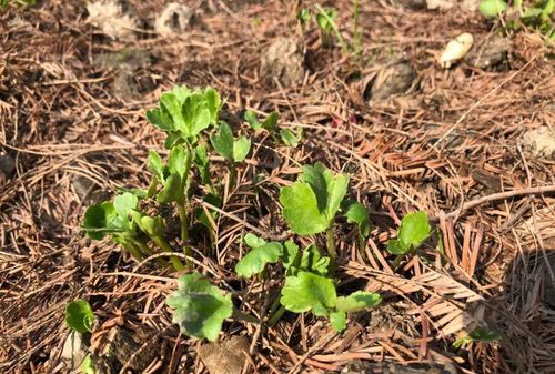 花毛茛种子怎么种植,花毛茛种球种植方法和注意事项图2