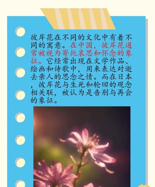 彼岸花花语 有什么寓意,彼岸花的寓意和花语图2