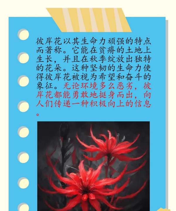 彼岸花花语 有什么寓意,彼岸花的寓意和花语图3