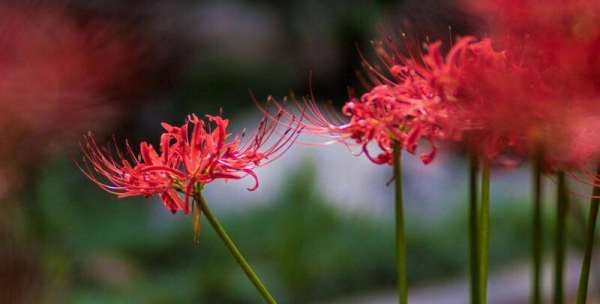 彼岸花花语 有什么寓意,彼岸花的寓意和花语图7