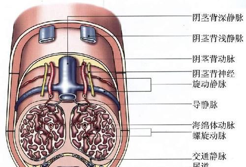 经常勃起有什么危害,常期让阴茎处于勃起状态有什么坏处图2