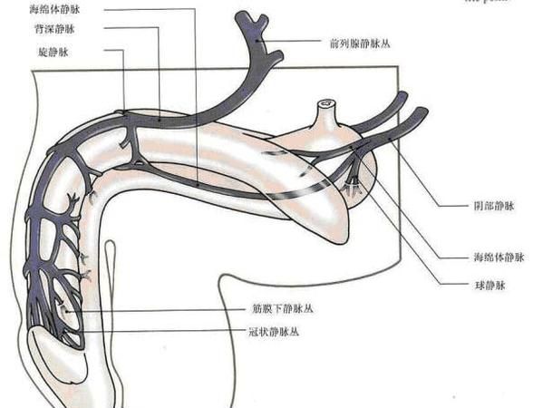 经常勃起有什么危害,常期让阴茎处于勃起状态有什么坏处图3