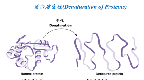 蛋白质变性为何属于化学变化,蛋白质的变性是化学还是物理变化