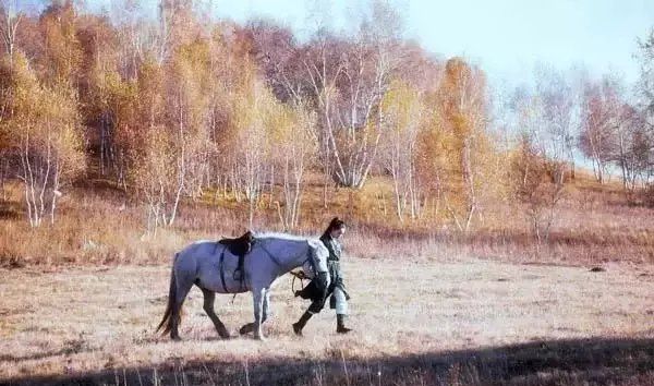 白马啸西风经典句子,金庸武侠小说打动人心的句子精选2句图5