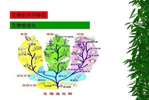 生物部分和非生物部分是什么,生态系统由生物部分和非生物部分组成对图1