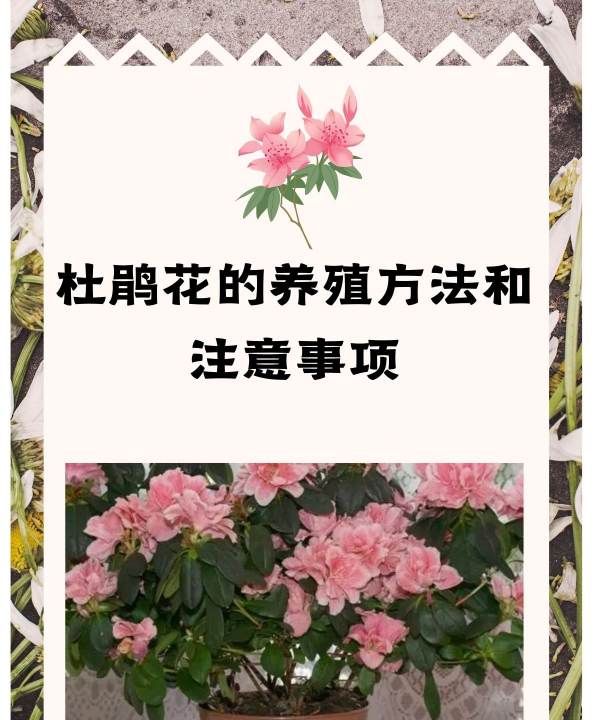 多花杜鹃怎么养,杜鹃花怎么养家庭养法图7